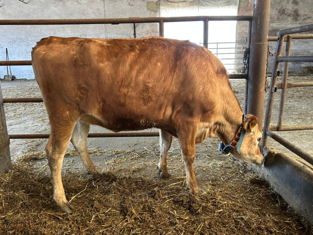 691623 921 Mirabela 7